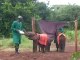 El orfanato de bebés elefante de Kenia, un arma contra la caza furtiva