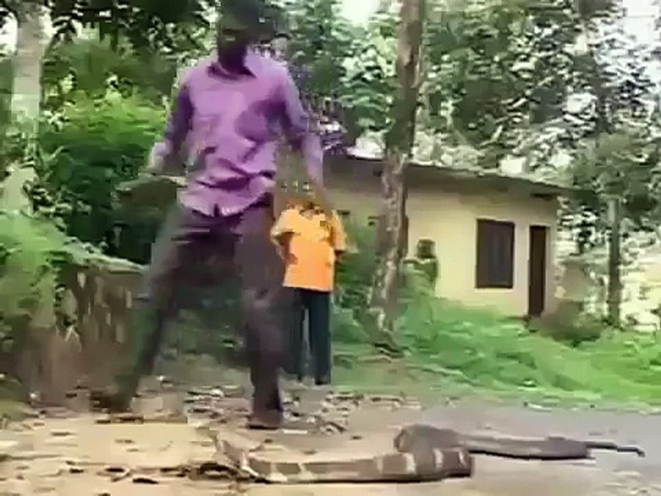 Cobra Snake Amazing Must Watch