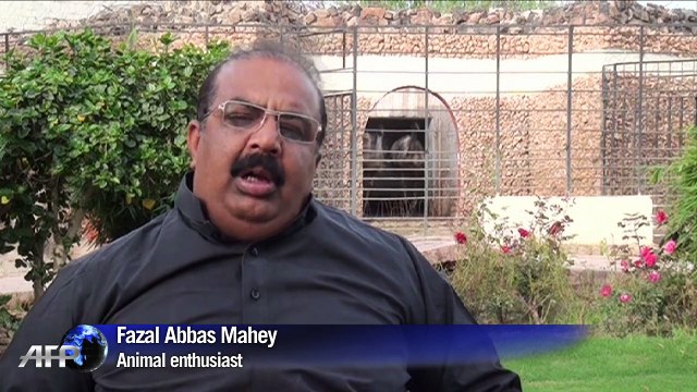 Pakistani pet lioness gives birth to five cubs