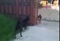 dog barking fight through a fence aggression animal funny fun lol fail
