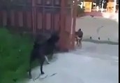 dog barking fight through a fence aggression animal funny fun lol fail