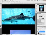 Basic Photoshop CS 5.5 - Cropping Images adding effects - Lesson 4