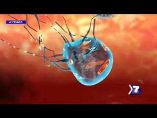 En el mundo los científicos buscan como derrotar al mosquito del dengue