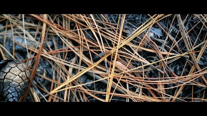 Joel Campbell cumplió sueño de niño palmareño