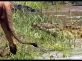 Lion Intimidates Crocodile