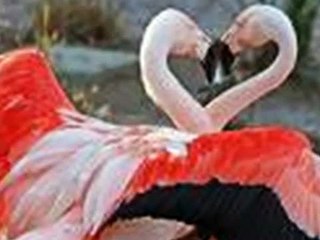 Stephane_Carse_Boléro_STEPH CARSE    No More Boleros