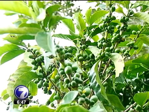 MAG corre para entregar dinero a cafetaleros afectados por roya