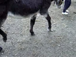 video du deplacement de l'anesse