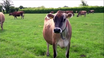 Jersey Irkı Sütçü Sığır Irkı