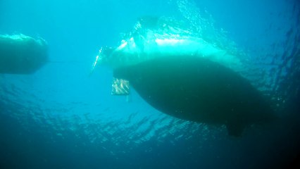 Ambiance sous marine des Saintes