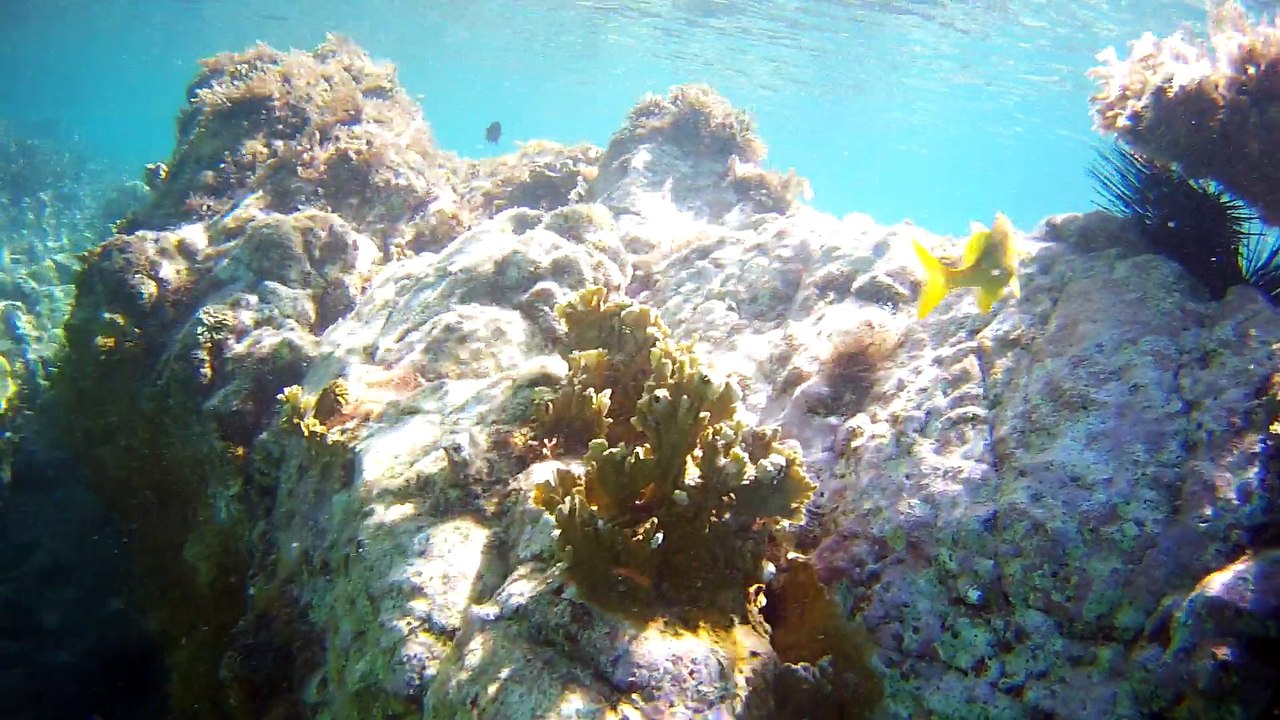 Ambiance sous marine Petite terre