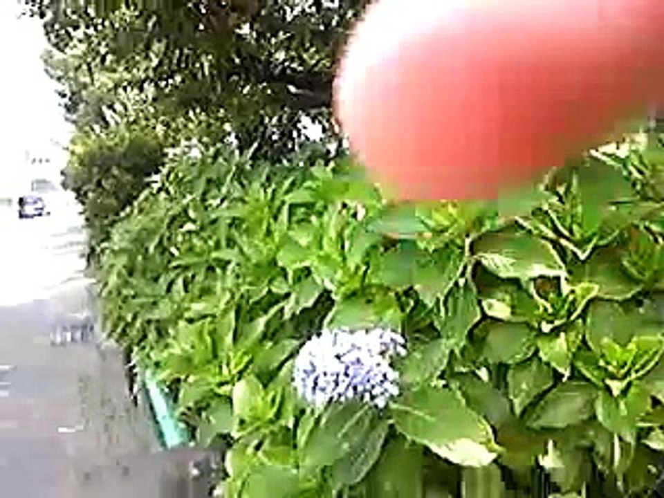 sweet smell flower(poison) in the park