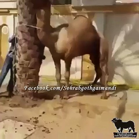 camel pulls butcher from mouth and throws away