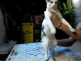 Cat funny dance.mp4