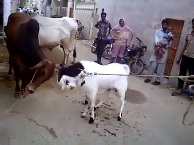 WWE Bakra Fighting Must Watch Qurbani Videos 2014 - Video Dailymotion