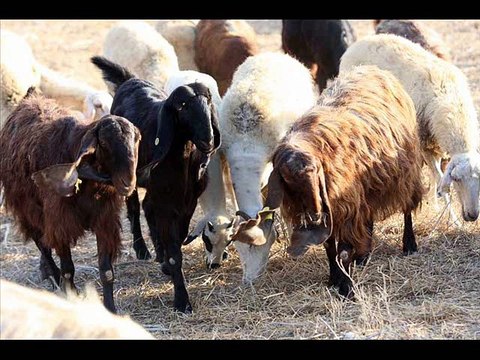 Desi nuskha khansi in sheep and goats by Dr.Ashraf Sahibzada