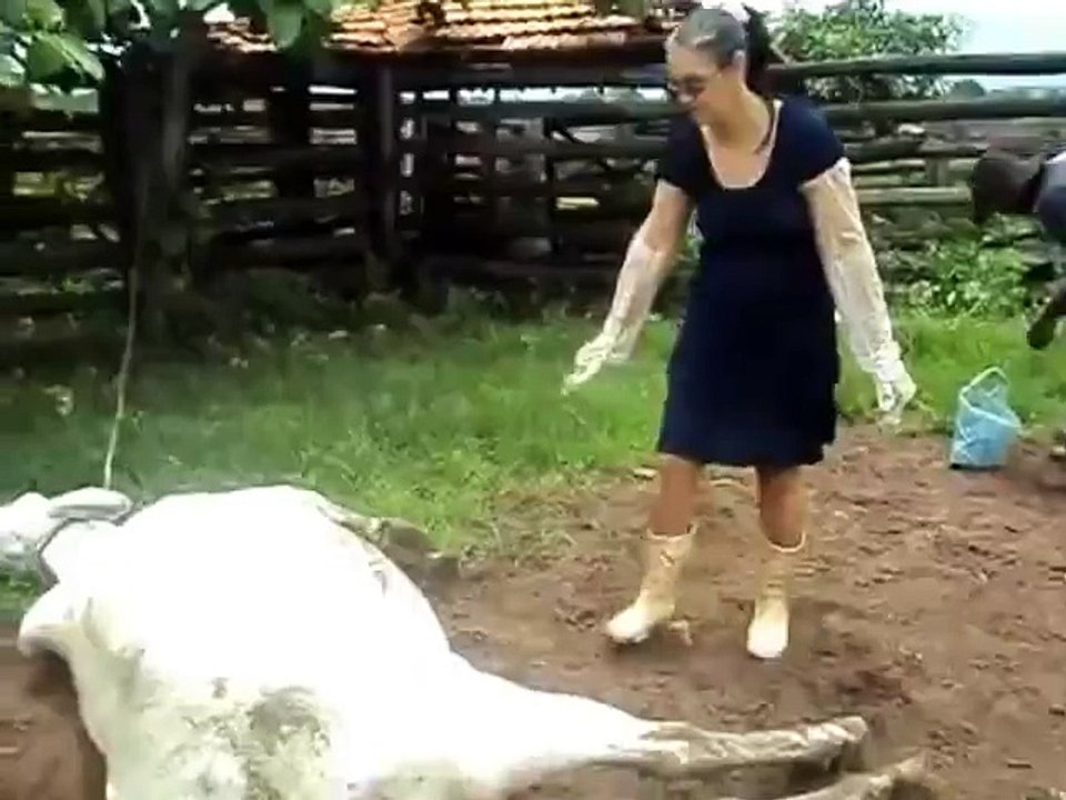 Karate cow