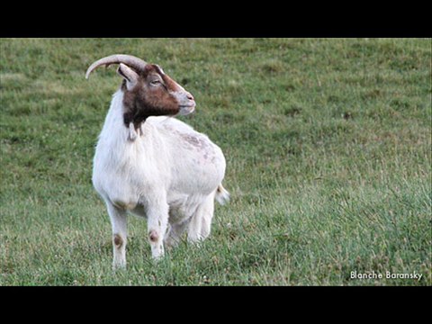 Desi nuskha Qabz/ costipation in goats and sheep by Dr.Ashraf Sahibzada