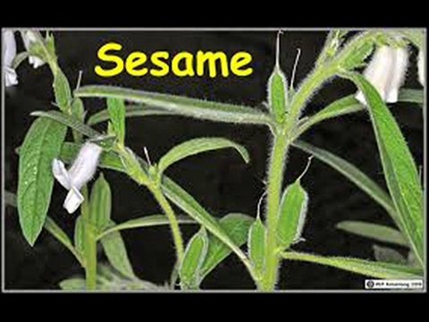 Til Sesame ki ahmiyat aur basic information Dr.Ashraf Sahibzada