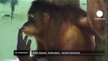 Smoking orangutans in Indonesian zoo