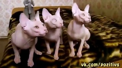 Funny synchronized sphynx cats