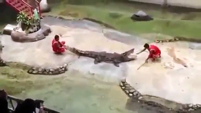 Timsah adamın kafasını böyle kaptı - Timsah Saldırısı