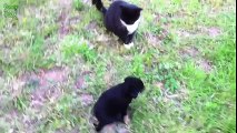 Small Dog and cat puppies are Playing Very Cute Funny