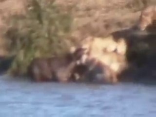 Battle at Kruger