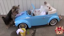 Dog giving a carwash to another dog!