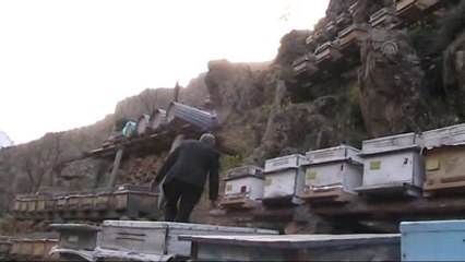 Kayalıklarda Kışlatmak Arıların Verimini Arttırıyor"