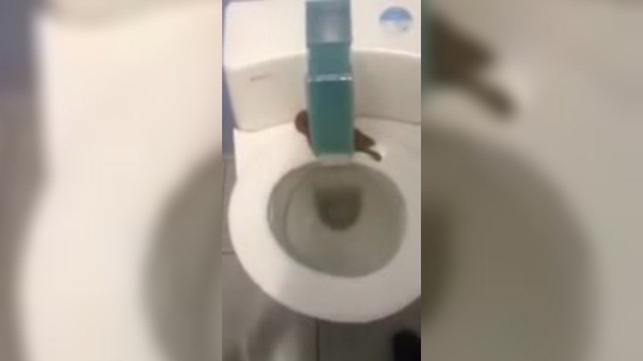 Les incroyables toilettes publiques qui s'auto-nettoient