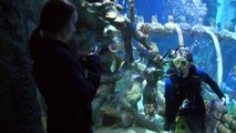 Underwater Proposal At Tempe, Arizona Aquarium