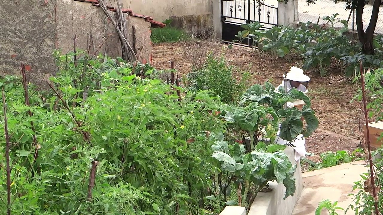 Abelhas do Rui (2014)