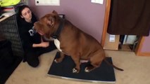 Hulk the 175 pound pit bull is a giant softie