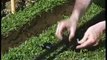 Watering made easy, underground irrigation by Claber SpA. -