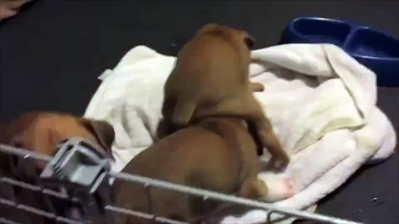 These puppies are too cute!
