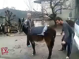 very funny  that how to start the donkey.