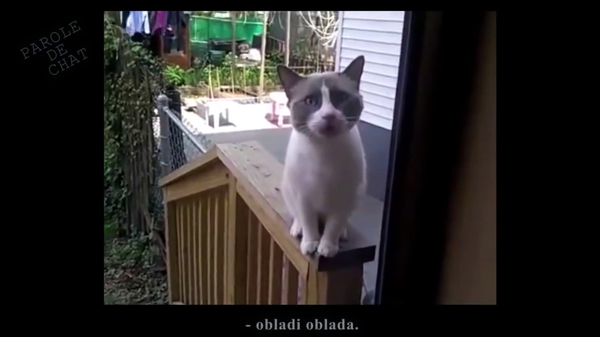 OUVRE-MOI par les chats - Vidéo Dailymotion