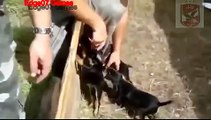 Funny Dogs - Funny Dog Videos fuuny cat Compilation_(new)