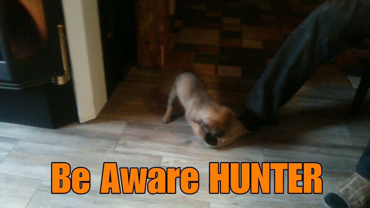 Be Aware Hunter @ Zu verkaufen! For sale! A Vendre!