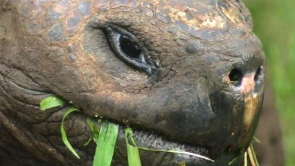 5 Animals with the Longest Life Spans