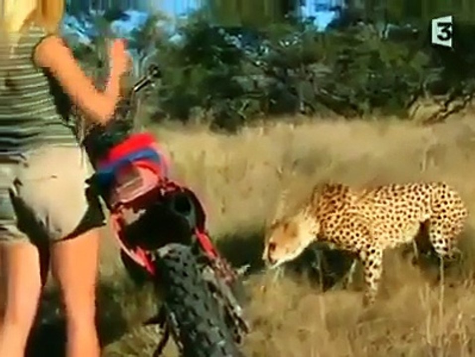 A Lady Fight With Tigers