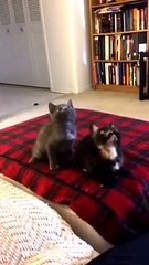 Cats Doing Dance With Best Song Very Very Funny