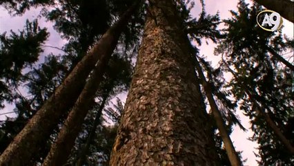 Dünyadaki Atmosferi Koruyucu Mikro Canlılar: Fitoplanktonlar