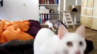 Cat Meowing Funny , Non Stop in 10 Minutes