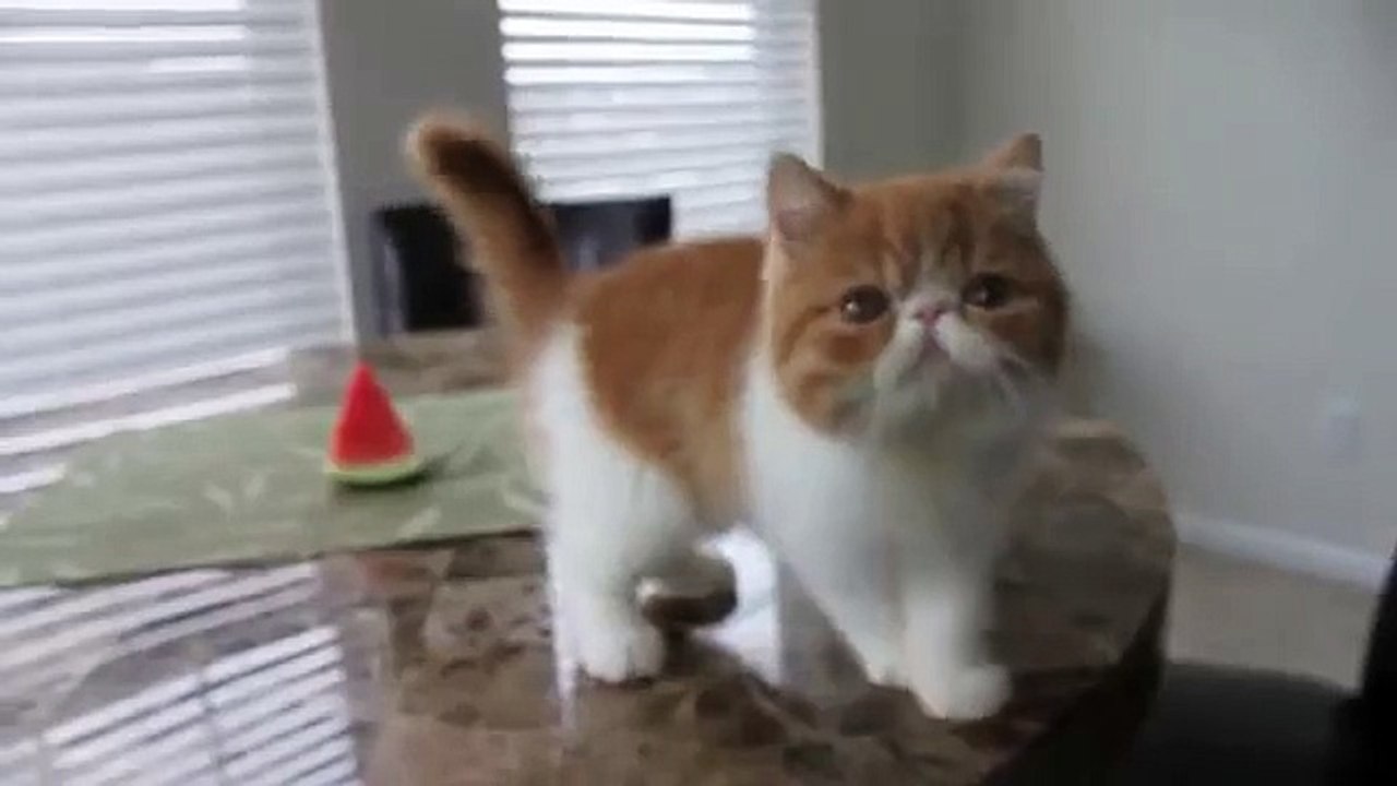 Cute Kitten Eating Watermelon - Funny Videos