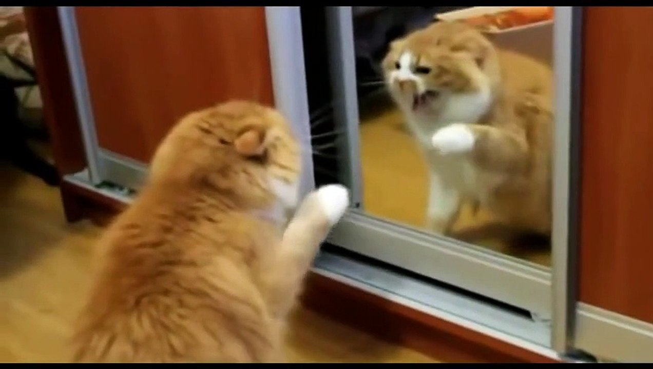 Funny Angry Cats Compilation 2015