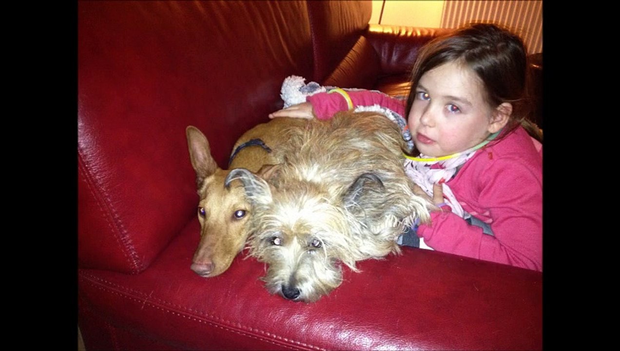 galgos-ethique-europe-podenca-Rubis-premier-levrier-avec-prothese-en-france