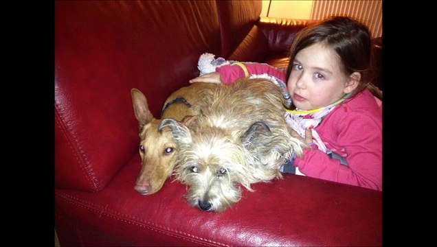 galgos-ethique-europe-podenca-Rubis-premier-levrier-avec-prothese-en-france