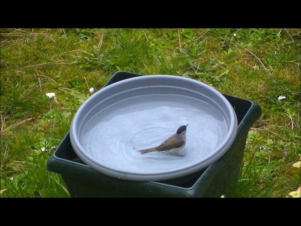 Fauvette à tête noire